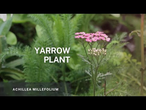 Yarrow - Achillea Millefolium. Learn Easy Propagation Tips and Plant Care of this beautiful plant.