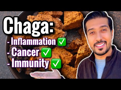 The SURPRISING WAY Chaga Mushrooms Work | How to Take Chaga Mushrooms?