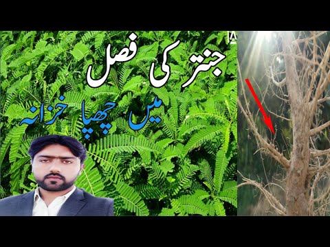 جنتر میں چھپا خزانہ