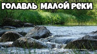 Где ловят голавля в ленинградской области