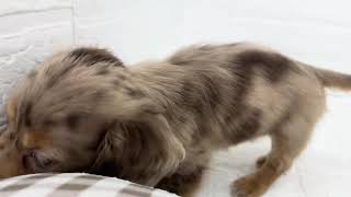 ミニチュアダックスの動画01