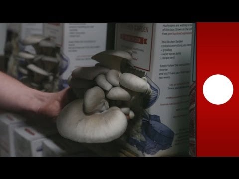 I funghi nel caffè - hi-tech