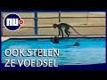 Groep apen neemt zwembad van Thaise school over | NU.nl