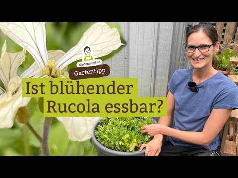 Rucola blüht - Ist blühender Rucola essbar? Wie sieht die Blüte aus?