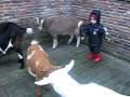 肖狗的猴兒 牧童篇 MVI 2231