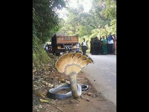 image-Where was the 7 headed snake found in Honduras? 