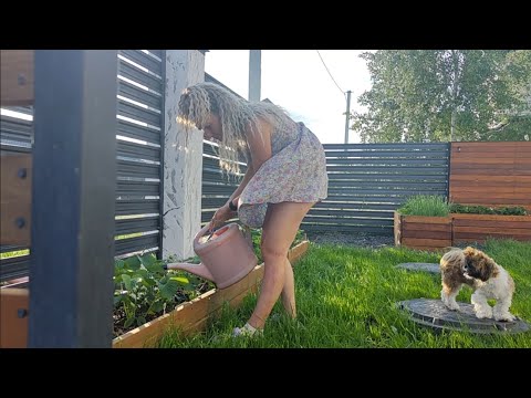 morning routine and work in greenhouse and garden