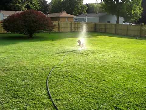Peny Playing With The Sprinkler