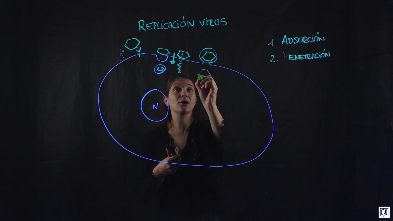 Fases de la replicación de los virus