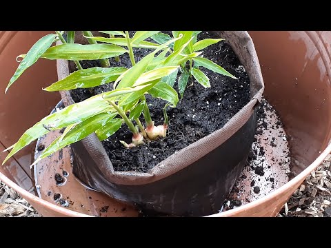 5 months old GINGER update | Growing store bought ginger from seed to rhizome