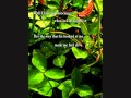 As It Seems - Lily Kershaw (Lyrics on screen) 