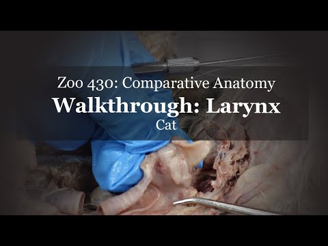 Walkthrough: Cat Larynx