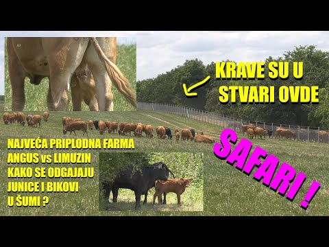 ANGUS I LIMUZIN ali NE, NE  na PAŠI nego  u ŠUMI !!!  EKSTREMNI SISTEM krava tele -PRIPLODNA FARMA