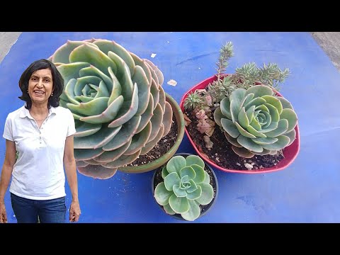 Propagating echeveria succulent (with updates)