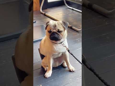 [パグ]お相撲さん🐶ﾄﾞｽｺｲ (sumo wrestler) #shorts