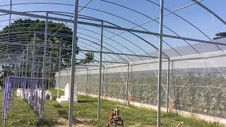 Download lagu Green House design with galvanized iron frame mp3