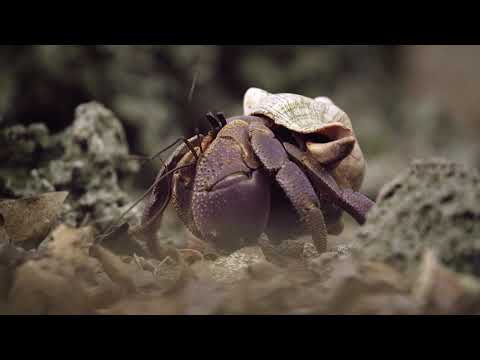Chumbe Island: Reef, Claws and Carapaces | Private Island Ecotourism in Zanzibar, Tanzania