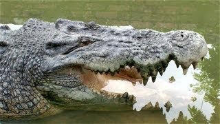 preview picture of video 'Malaysia / Borneo-Sarawak - Siburan: Jong's Crocodile Farm'