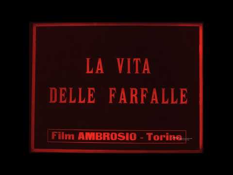 La vita delle farfalle