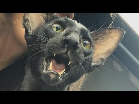 Oriental Shorthair Cat Martin Always Want to Stay with Owner