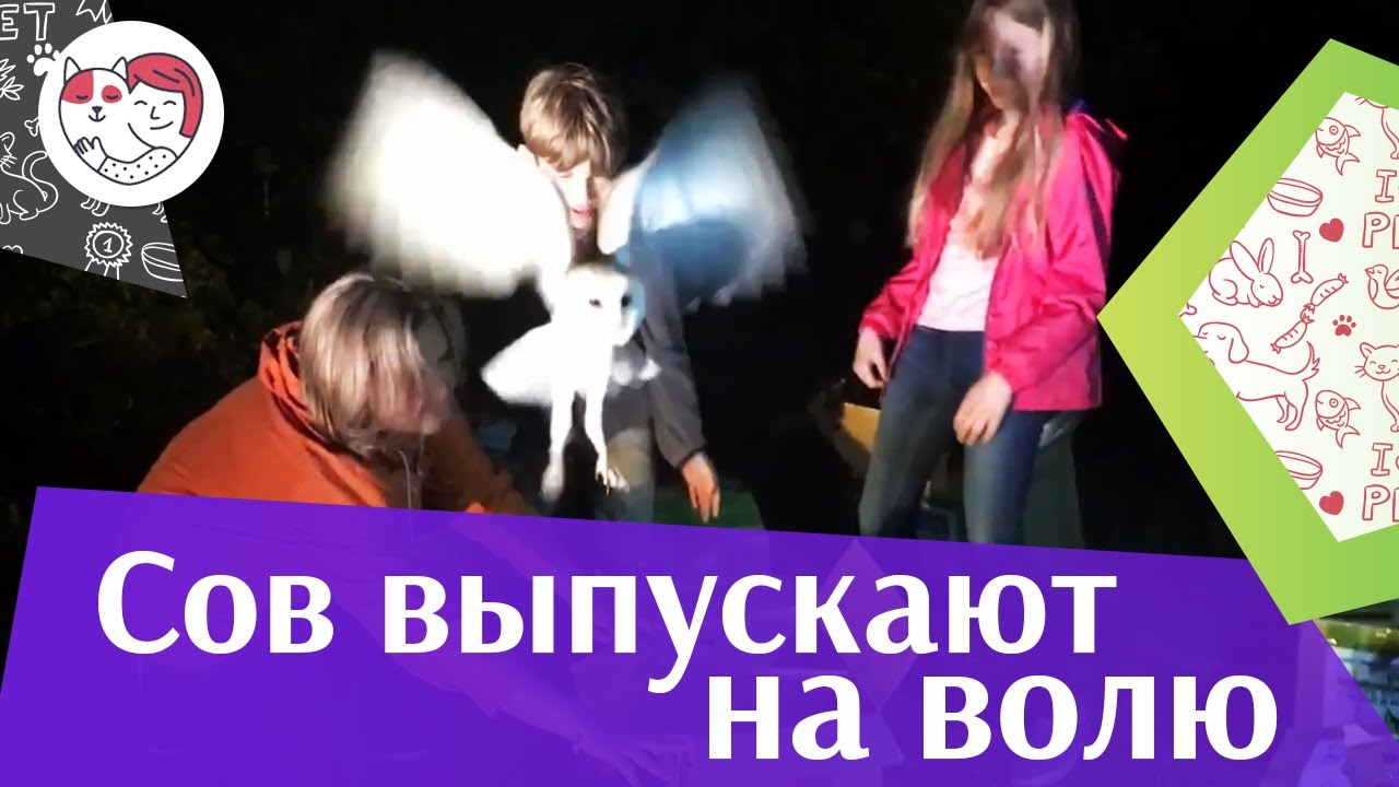 Выпуск сипух 2018 г. на ilikepet