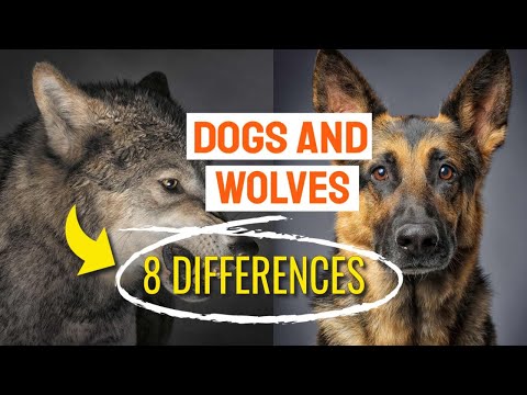 8 DIFFERENCES between DOGS AND WOLVES - YouTube