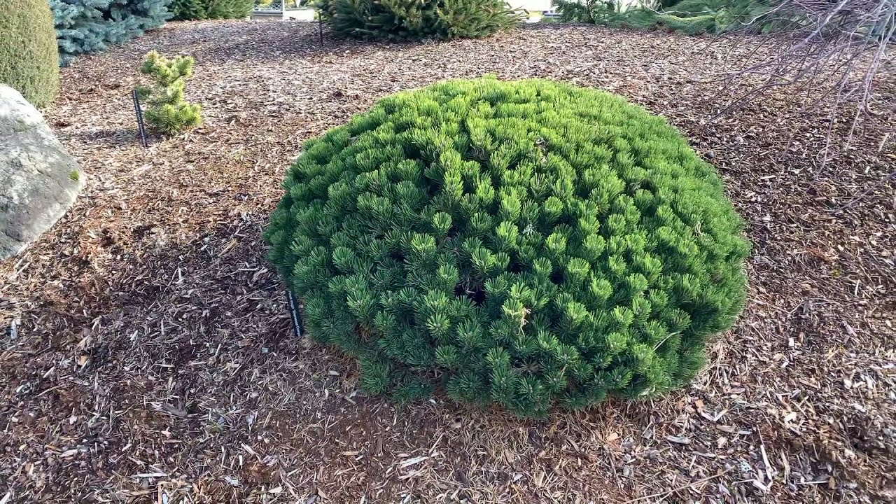 Pinus mugo ' Sherwood Compact ' Dwarf Mugo Pine March 12, 2020