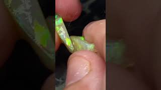 Download lagu Very Tough opal to cut but someone's got to do it Look at that color. #gemstone #opal #crystals mp3 Download lagu Very Tough opal to cut but someone's got to do it Look at that color. #gemstone #opal #crystals mp3