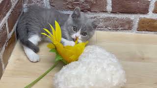 ブリティッシュショートヘアの動画01