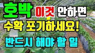 호박 수확하려면 구데기 키우지 마세요. 반드시 요즘 해야지 호박수확 가능해요.3가지방법 알려드려요.