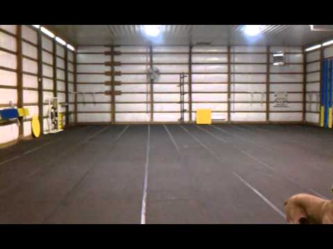 Maera the weimaraner catching frisbee1.