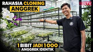 Download lagu From Garage to Laboratory! 4,000 Bottles of Orchid Tissue Culture Produced by Housewives. mp3 Download lagu From Garage to Laboratory! 4,000 Bottles of Orchid Tissue Culture Produced by Housewives. mp3