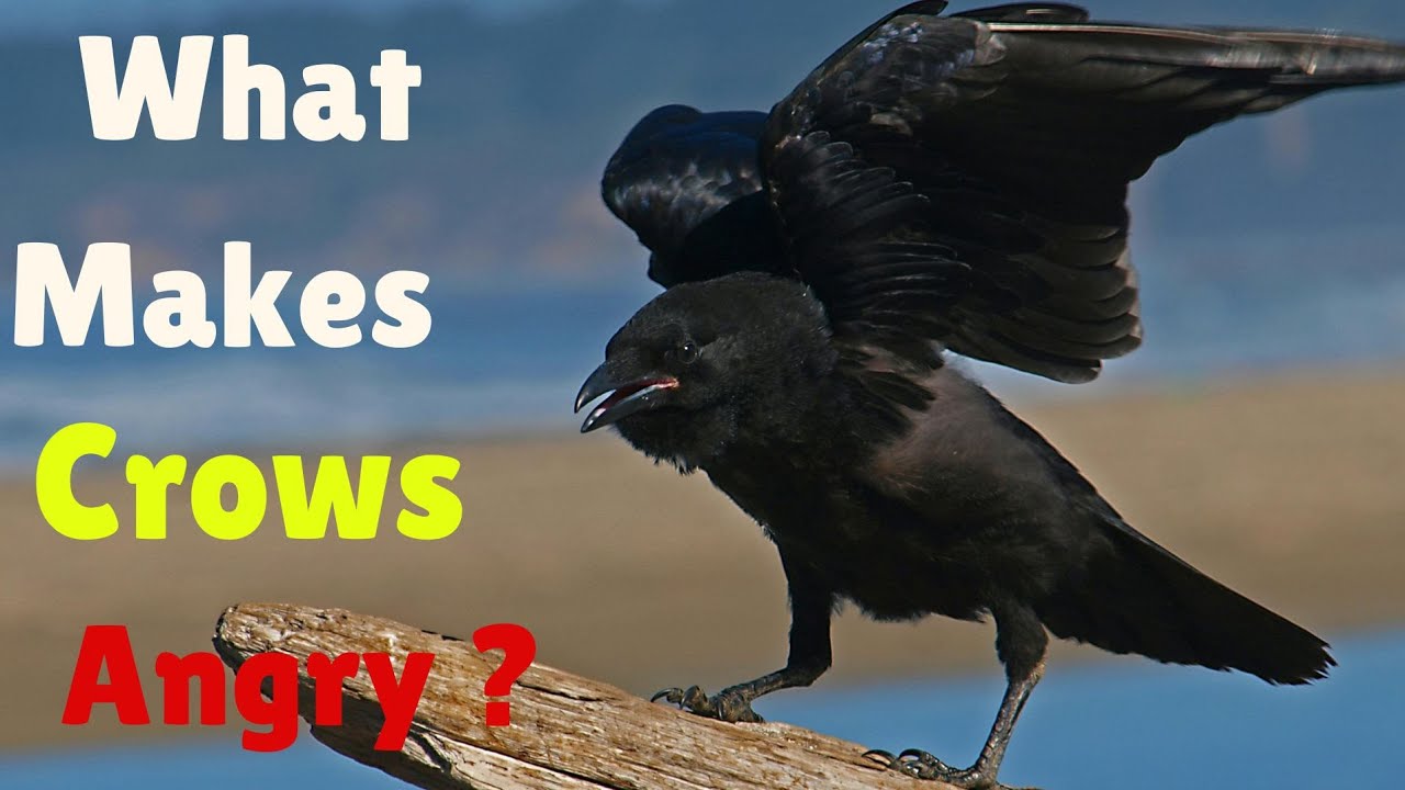 50 Fun Facts About American Crow | Amazing Crow Facts | Intelligent Birds |Crows Intelligence
