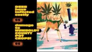 POT SMOKING DEER from THE RABID OSTRICH XPERIMENT BAND official video
