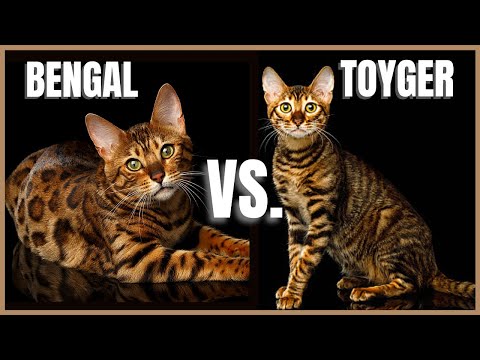 Bengal Cat VS. Toyger Cat