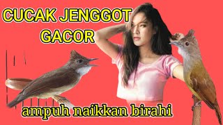 Download lagu Masteran wajib Cucak jenggot gacor buat masteran burung apapun mp3 Download lagu Masteran wajib Cucak jenggot gacor buat masteran burung apapun mp3