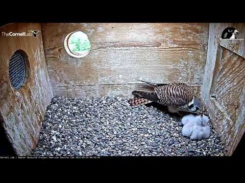 Wisconsin Kestrel Cam 24.05.2022 06:42