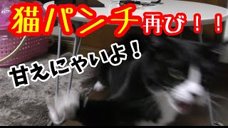 ハウルが甘えてすり寄って来た！２回も！　猫パンチ炸裂？A ferocious cat came and sprung up! Twice!