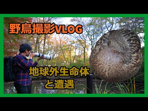 野鳥撮影Vlog | いつもの公園で未知との遭遇 | カワセミ、セグロセキレイ、メジロ、ガビチョウなど | Birdwatching shot on SONY a7Ⅳ
