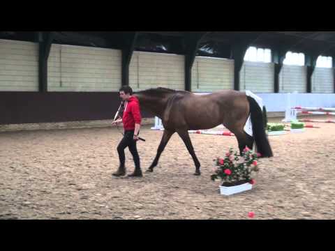 Quasimodo Van de Molendreef (Webstallions.com)