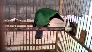 Download lagu cucak ijo jember. minat? mp3