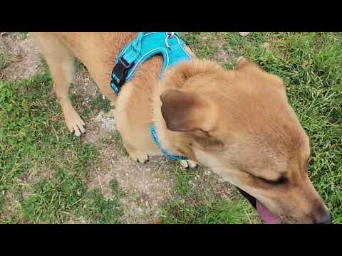 Petey, an adoptable Black Mouth Cur in Bandera, TX_image-1