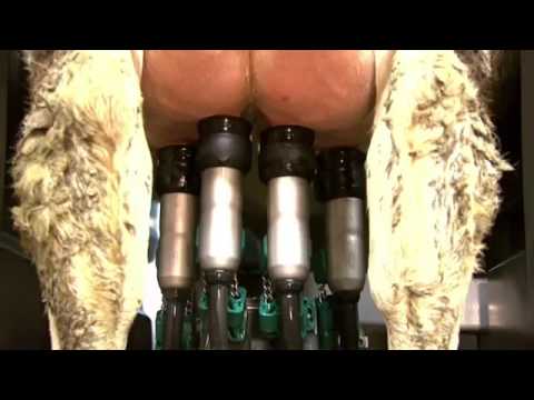 GEA Farm Technologies   MIone Multi Box Automated Milking System   CANADA