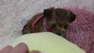 ハーフ犬の動画01