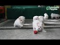 Maltipoo dogs for sale: Khloe - Video 1