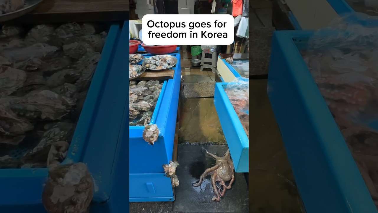 Finding Dory moment. My Uncle was at an open air market in Masan South Korea and saw this octopus!