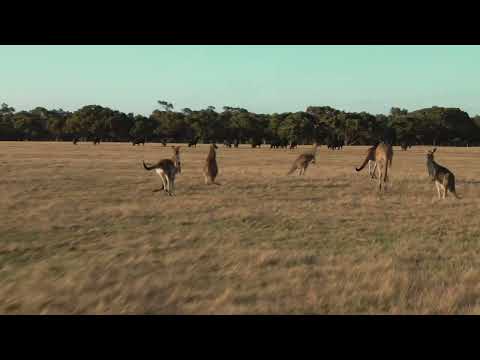 Sped-O - Stolen Dance (Speed Version)