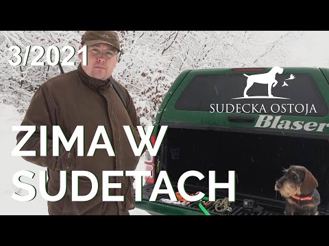 Sudecka Ostoja 3/2021. Polowanie w górach na dziki, jelenie i sarny.