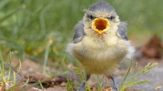 可笑しな鳴き声をする動物たち