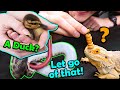 Weird Things That Happen At Snake Discovery Shenanigans Ep 2